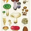Discount ✔️ CAVALLINI All Mushrooms | TEA TOWEL 👍 -Kitchen Sales Store cavallini mushrooms tea towel 1 da7bf86a 8e5c 4f06 933a 8151fcb664c4 700x700